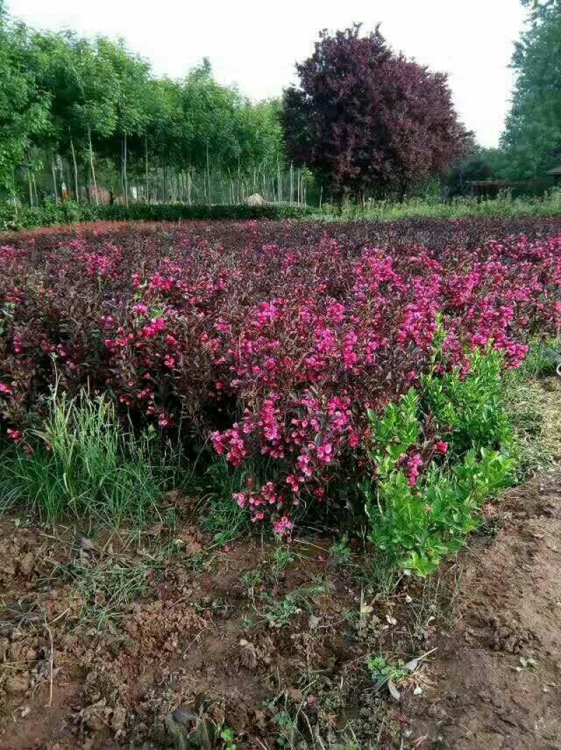 紫叶锦带，紫叶锦带花，紫叶锦带苗