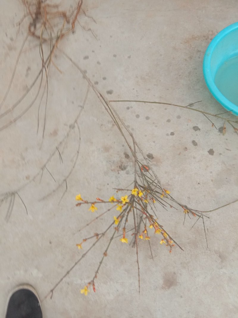 迎春花