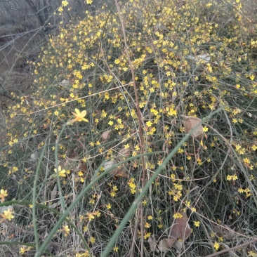 迎春花