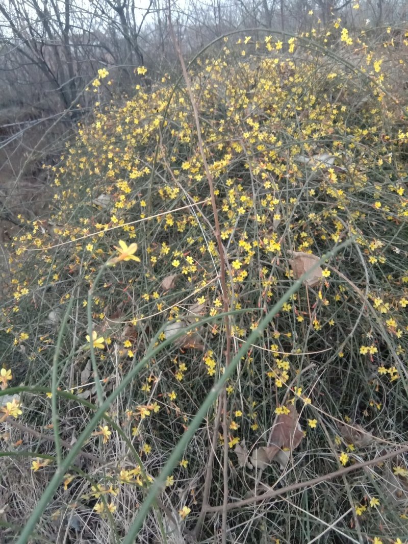 迎春花