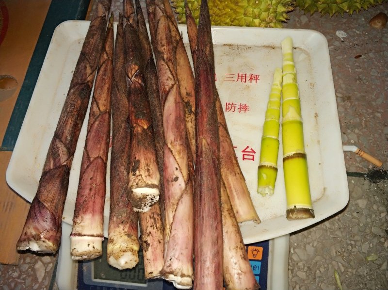新出野生小甜笋
