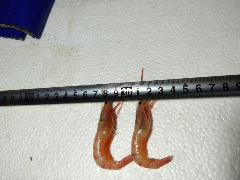 剑虾