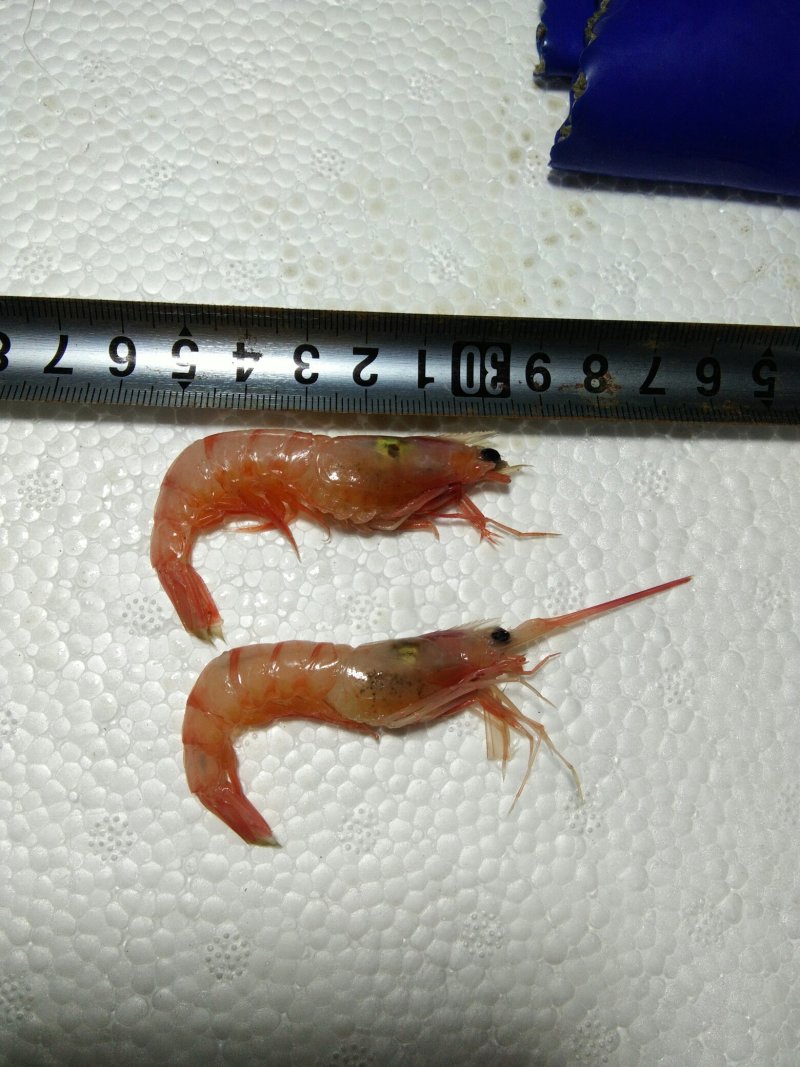 剑虾