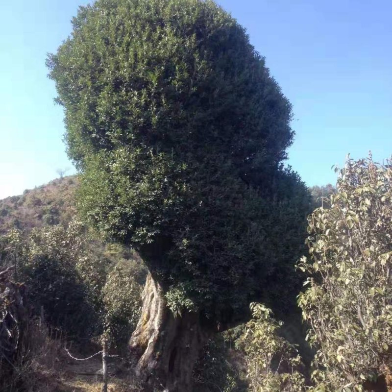 白腊古树
