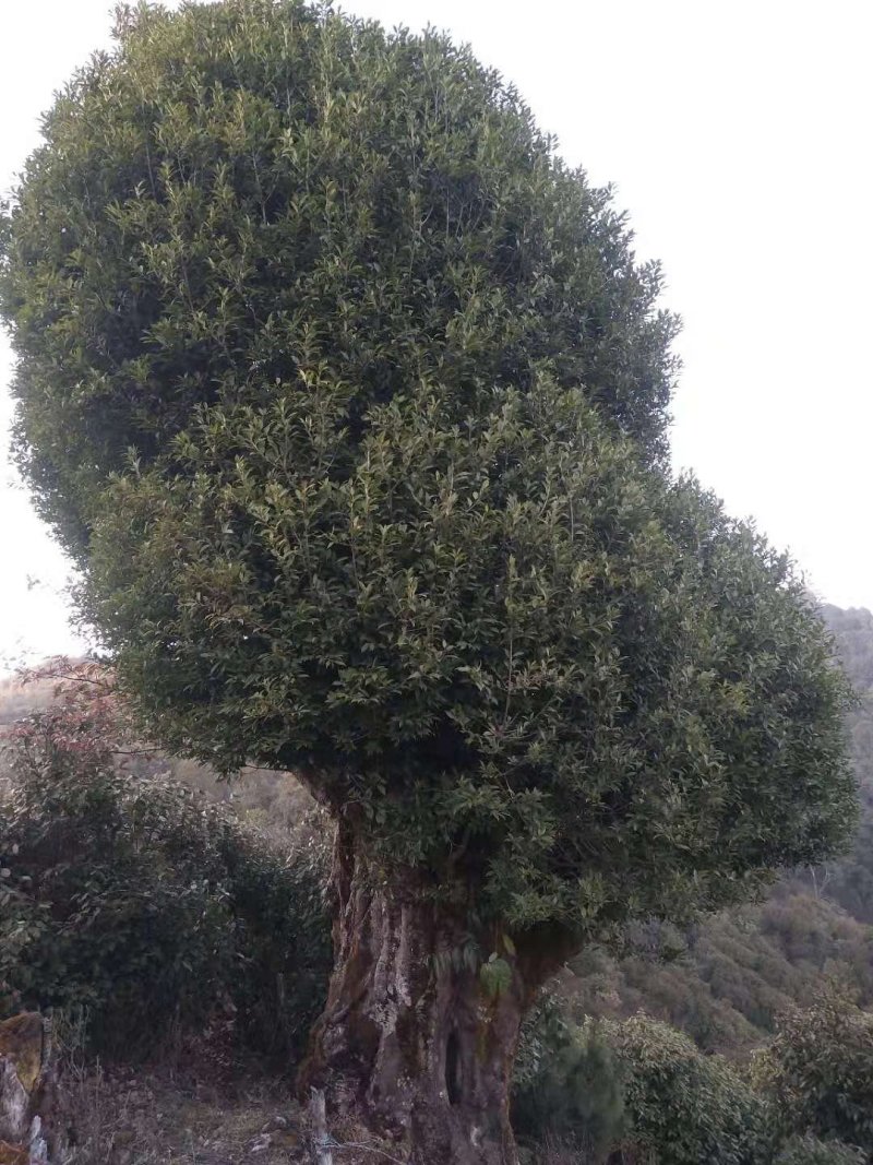 白腊古树