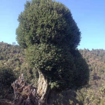 白腊古树
