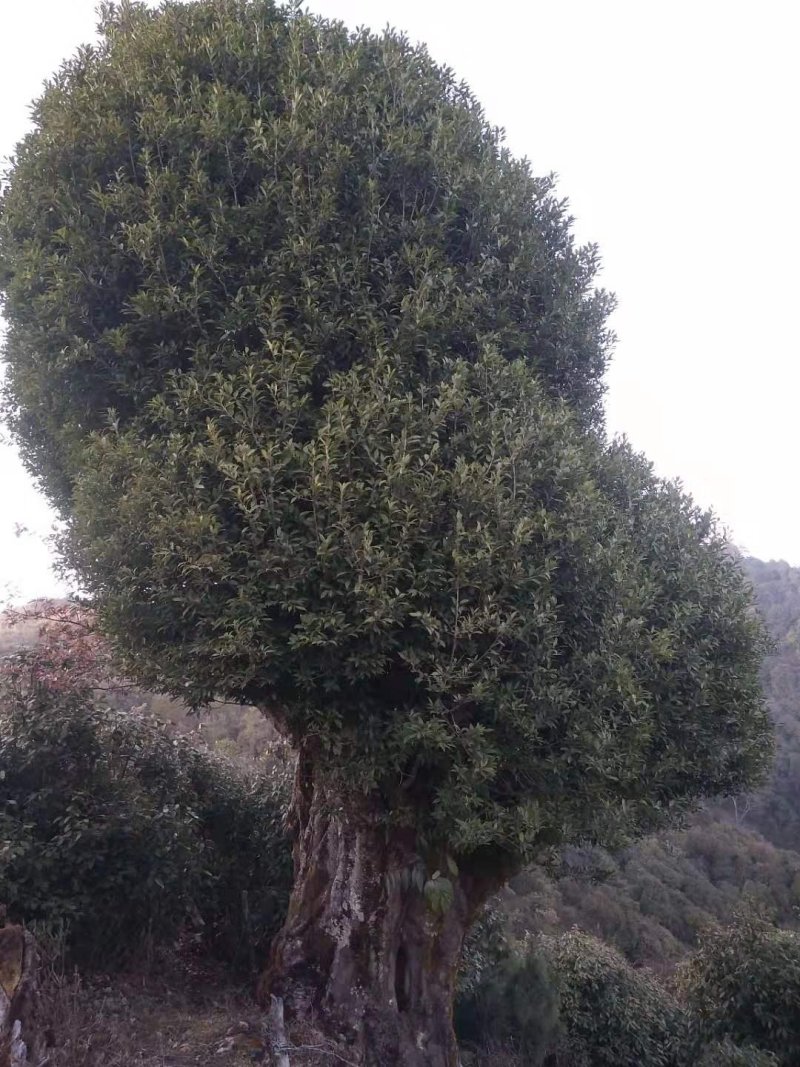 白腊古树