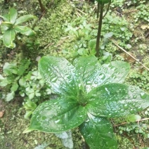 野生重楼七叶一枝花