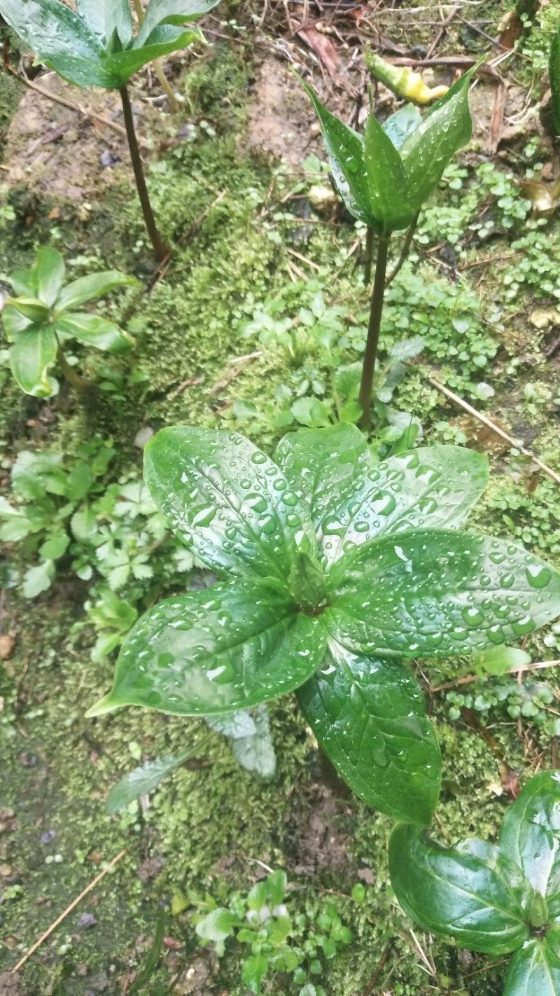 野生重楼七叶一枝花