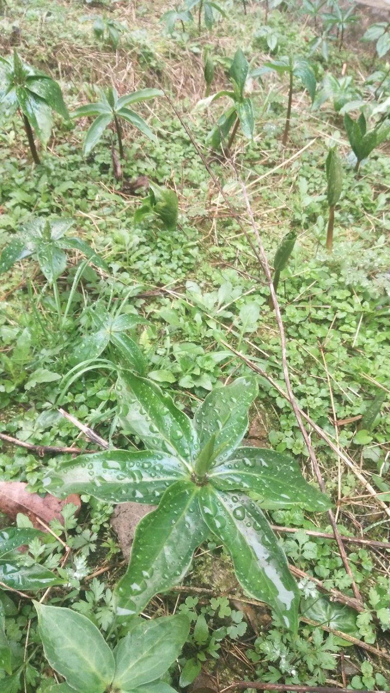 野生重楼七叶一枝花