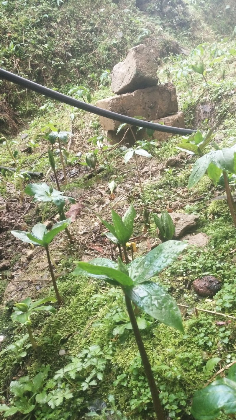 野生重楼七叶一枝花