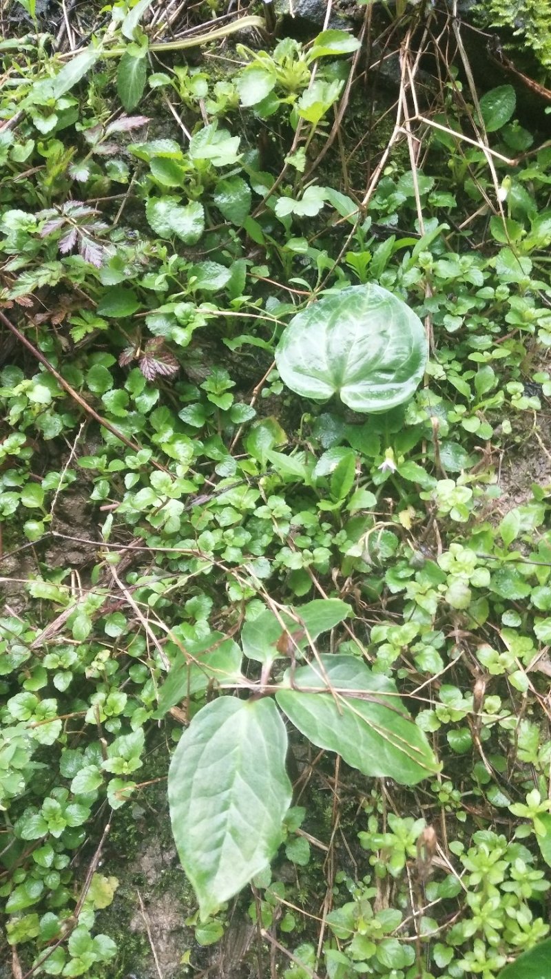 野生重楼七叶一枝花