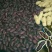 供应富硒黑花生果