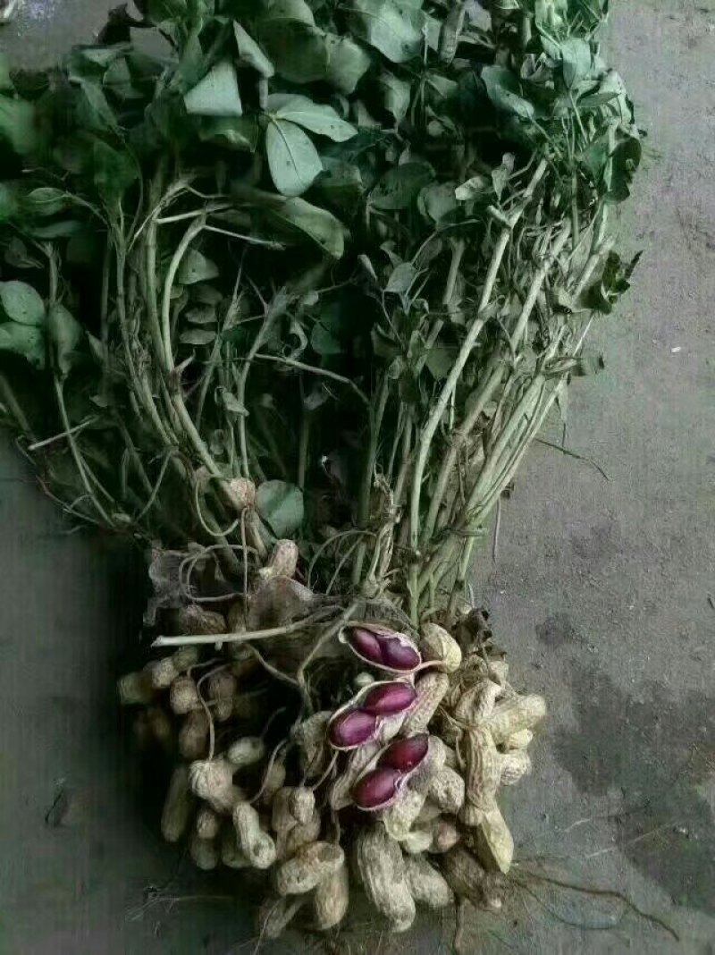 供应富硒黑花生果