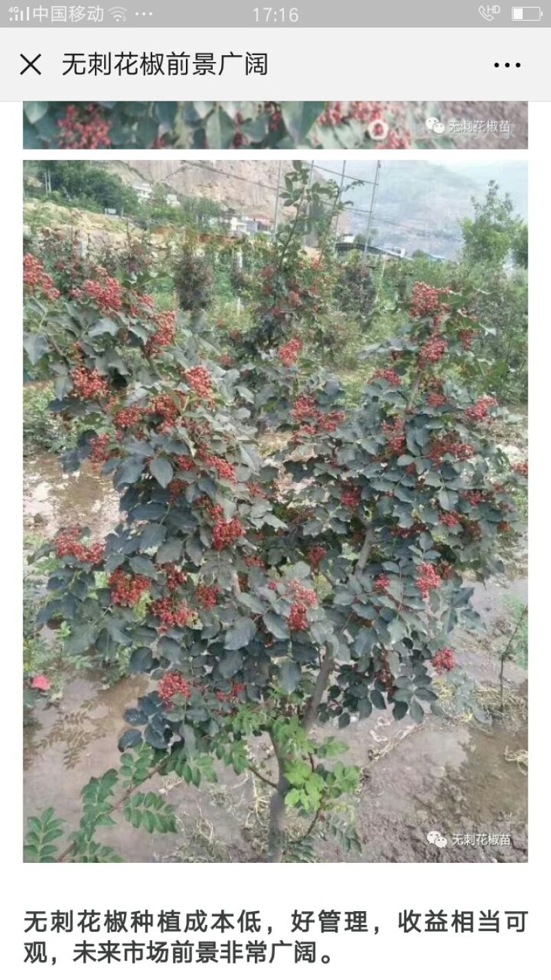 大红袍狮子头花椒树苗