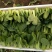上海青小油菜1