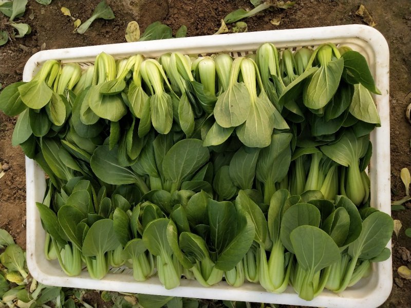上海青小油菜1