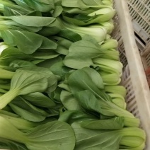 上海青小油菜1