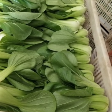 上海青小油菜1