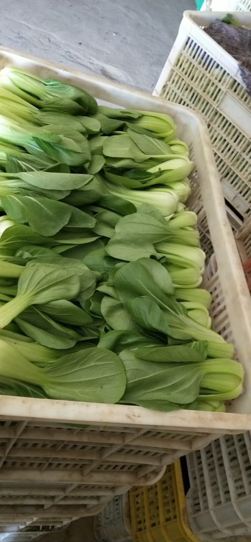 上海青小油菜1