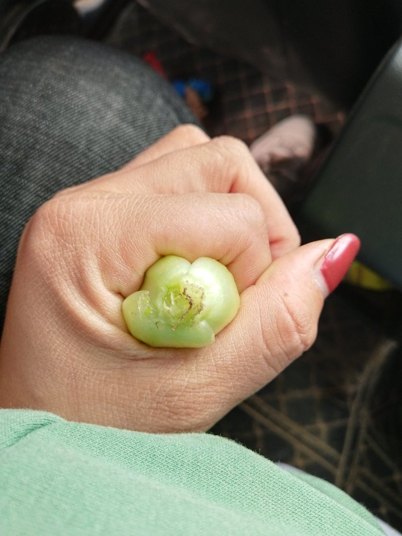 上海青小油菜1