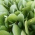 上海青小油菜1