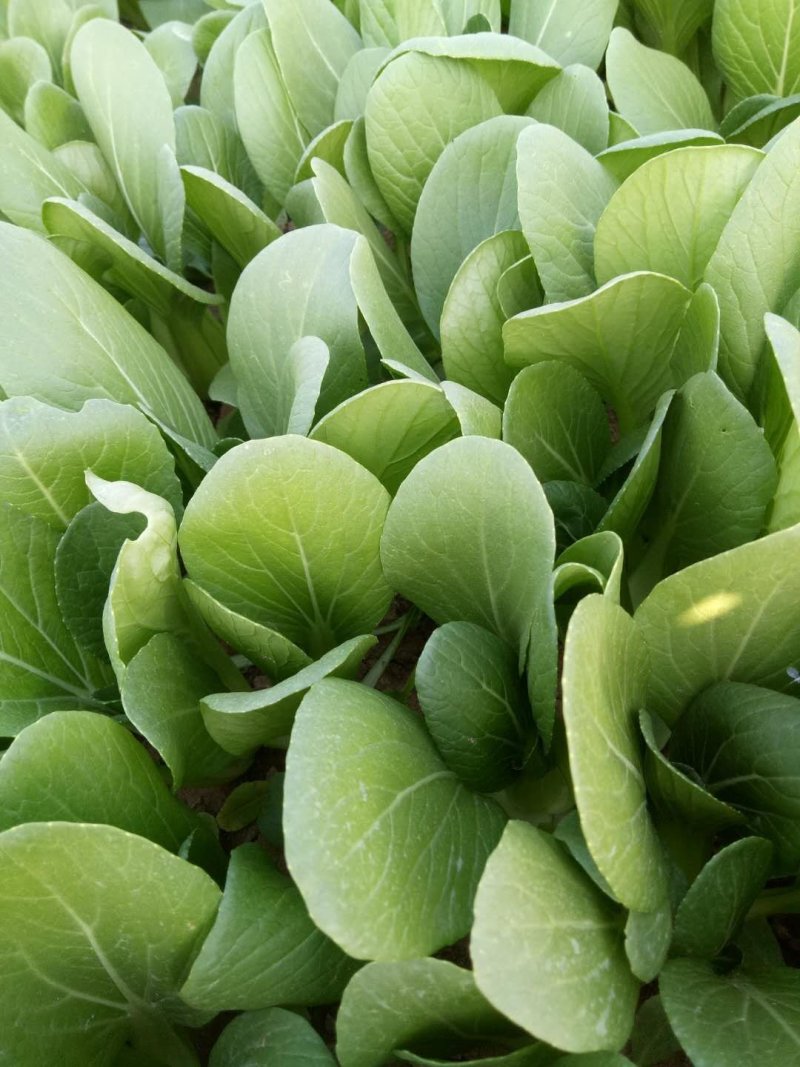 上海青小油菜1
