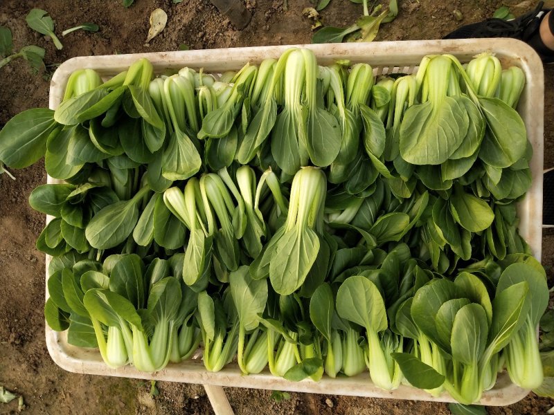 上海青小油菜1