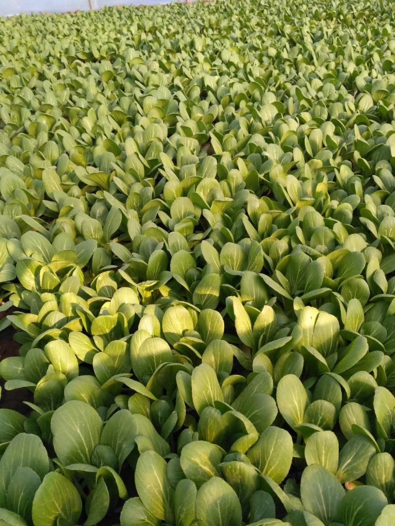 上海青小油菜1