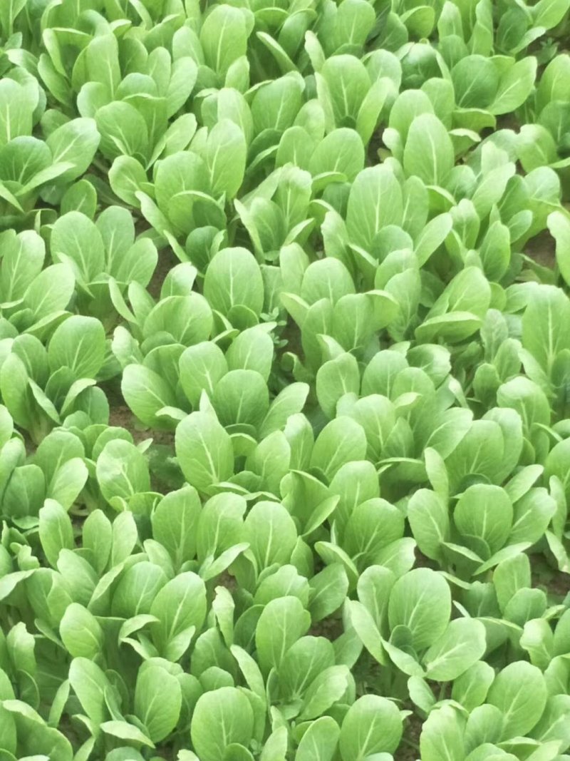 上海青小油菜1