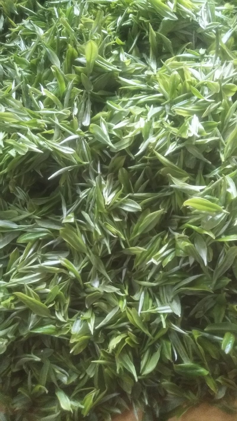 都匀毛尖，贵州原生态绿茶(原产地，一手货源，栗香味)