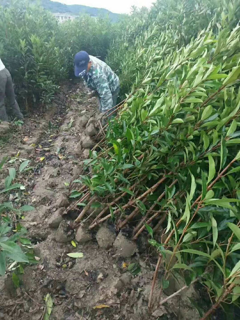 绿化苗木法国冬青珊瑚树篱笆苗围墙苗绿篱苗四季不落叶