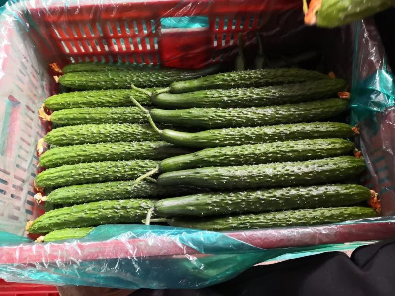 沂南精品亮条黄瓜老牌代收