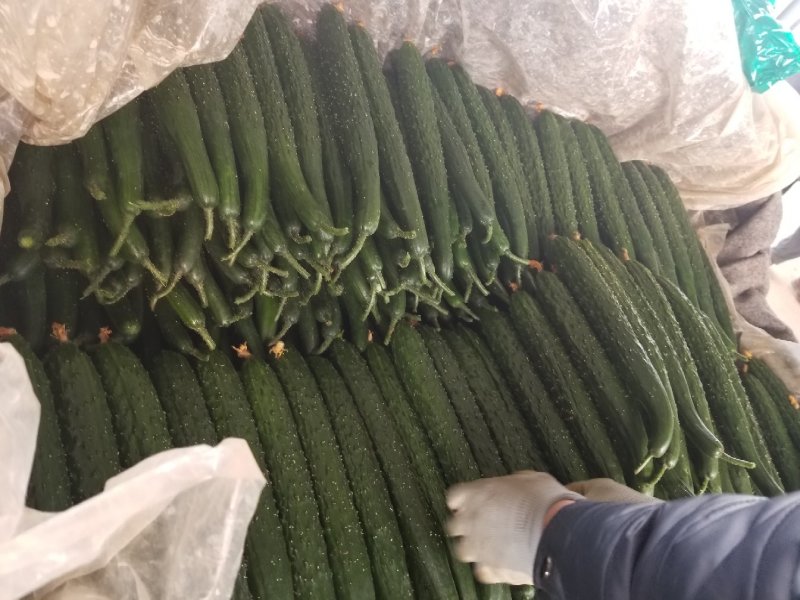 沂南精品亮条黄瓜老牌代收