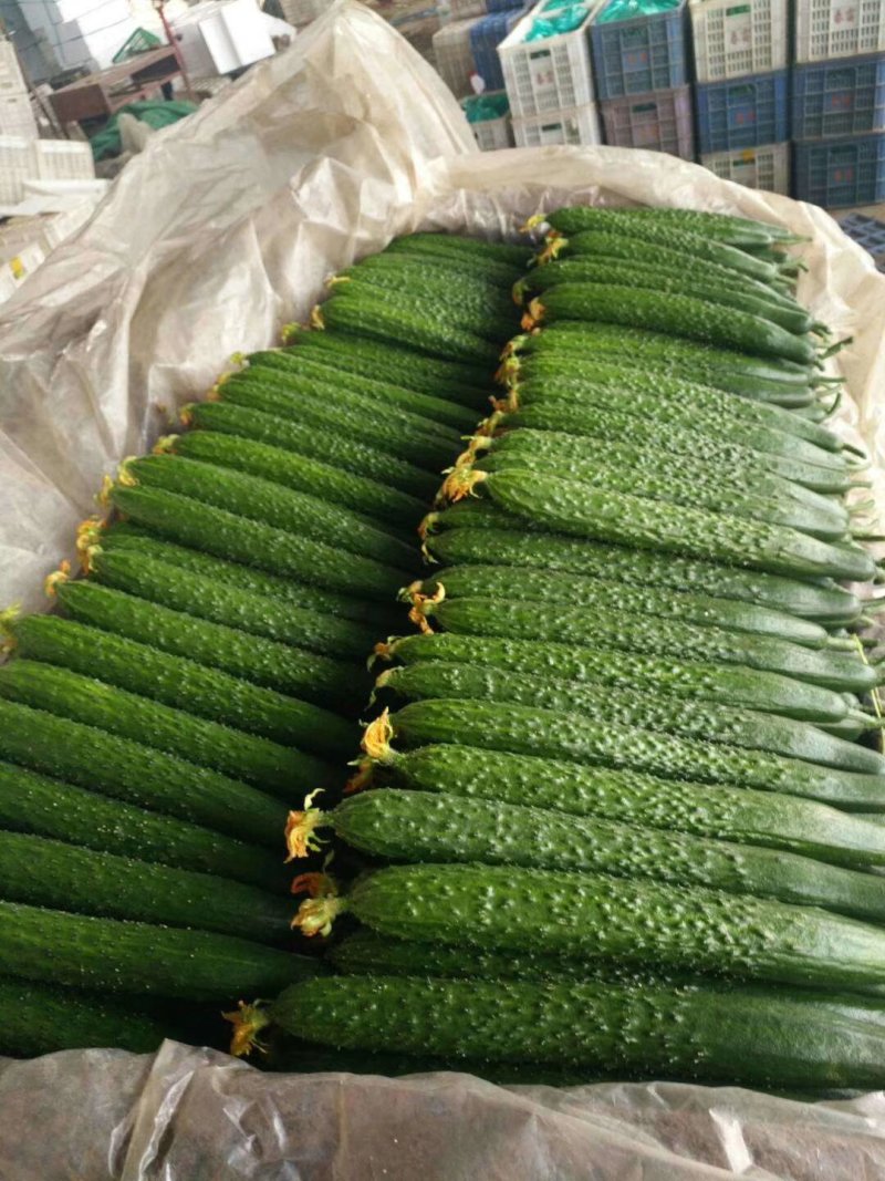 沂南精品亮条黄瓜老牌代收