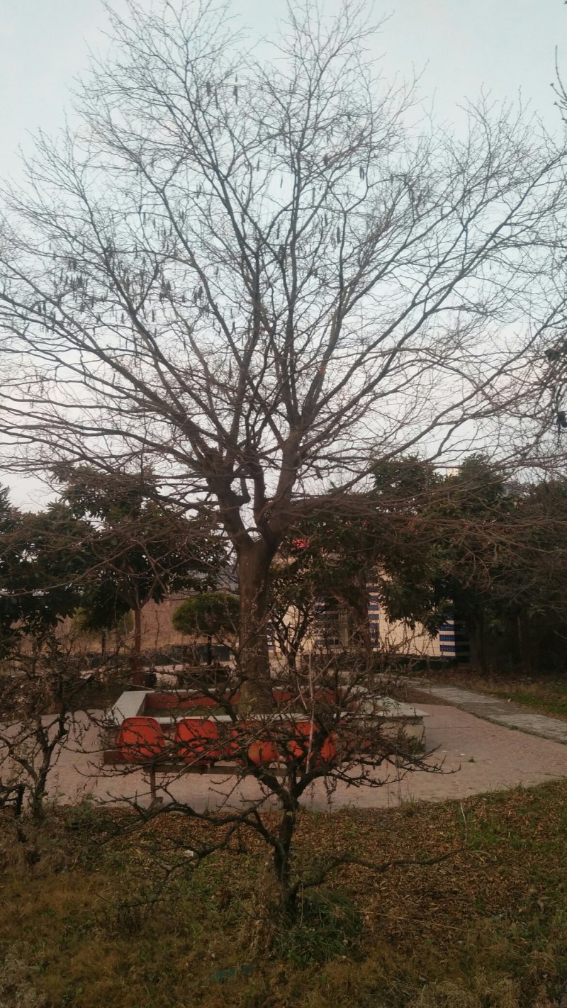 皂角
