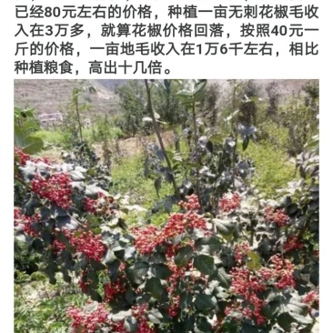 大红袍狮子头花椒树苗