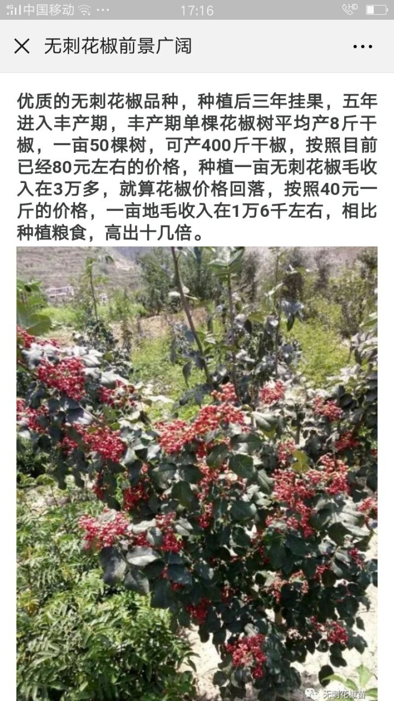 大红袍狮子头花椒树苗