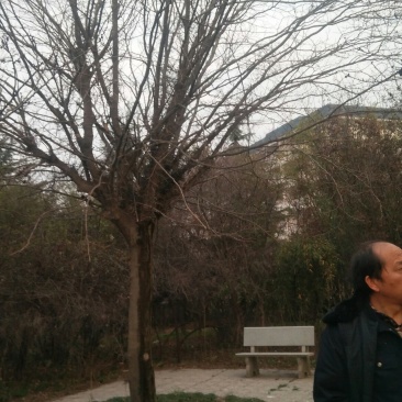 皂角