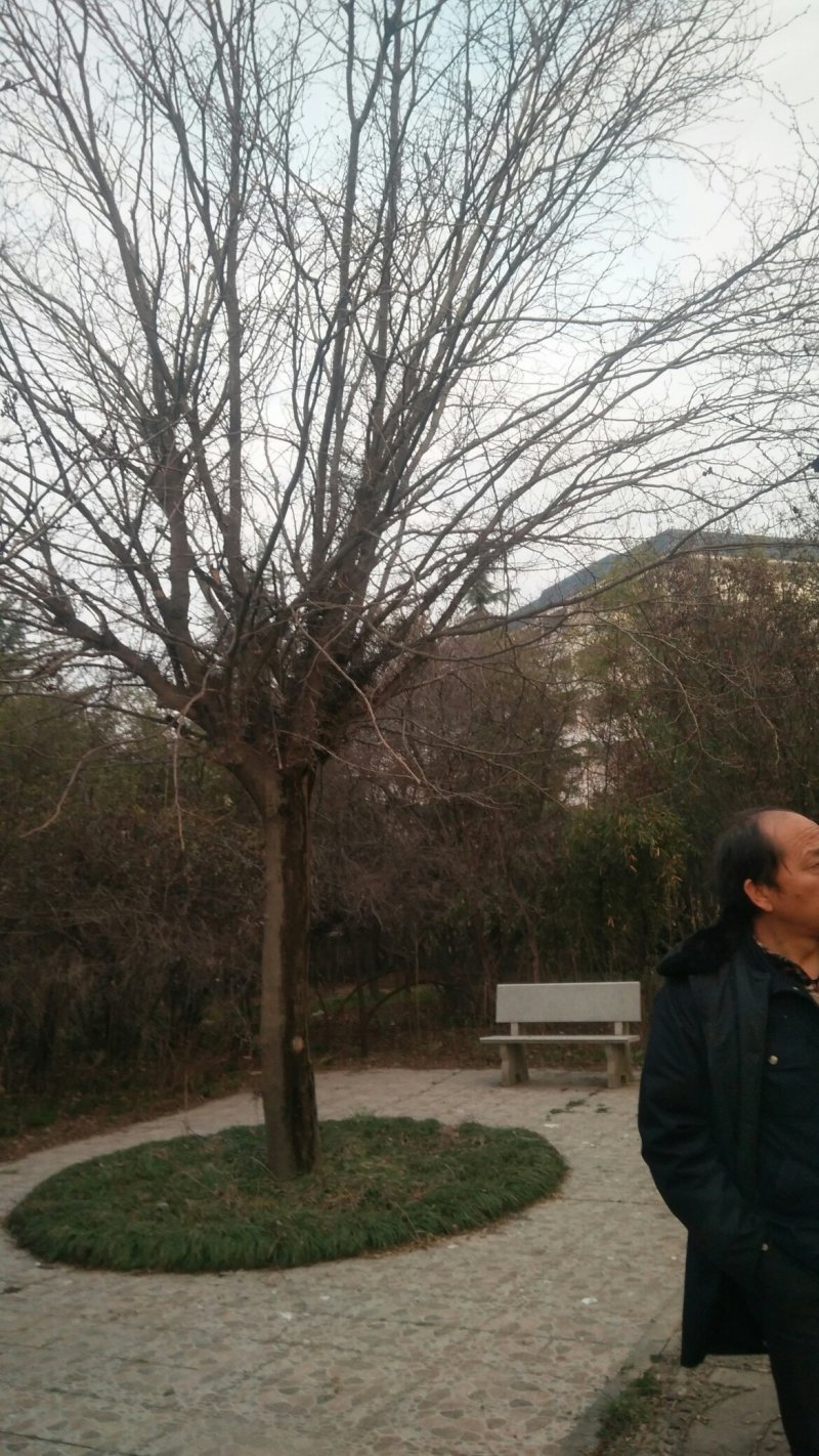 皂角