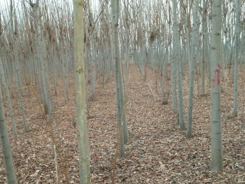 8公分栾村
