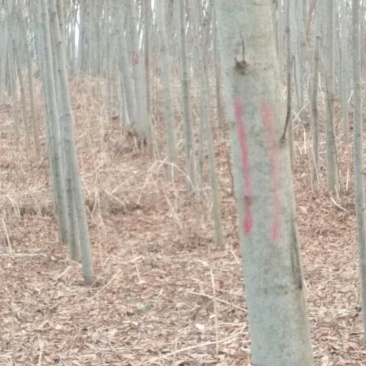 8公分栾村