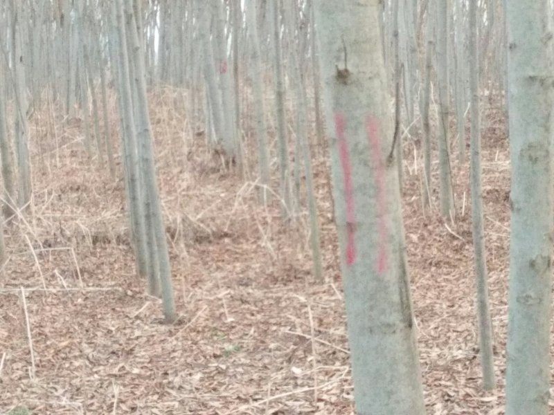8公分栾村