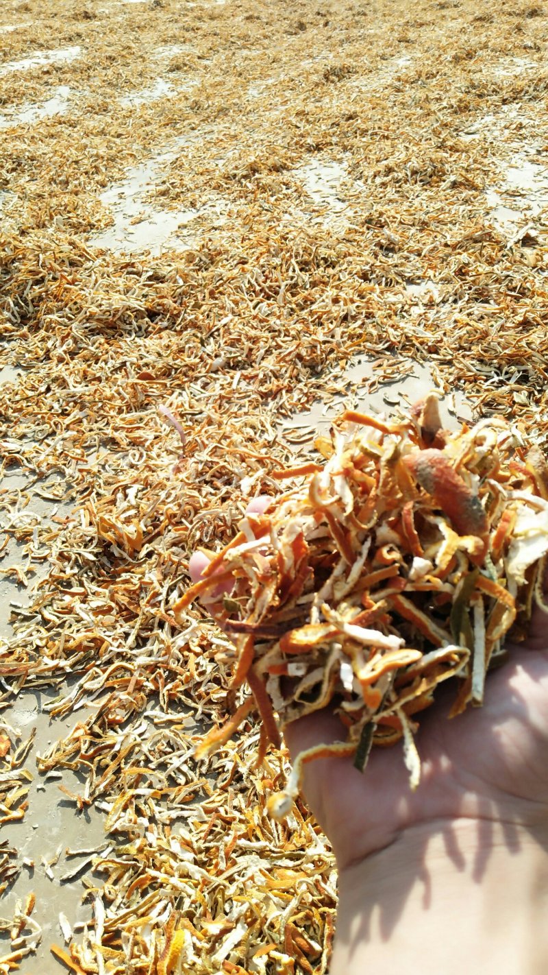 供应陈皮陈皮丝陈皮个子干度足，颜色好产地直销