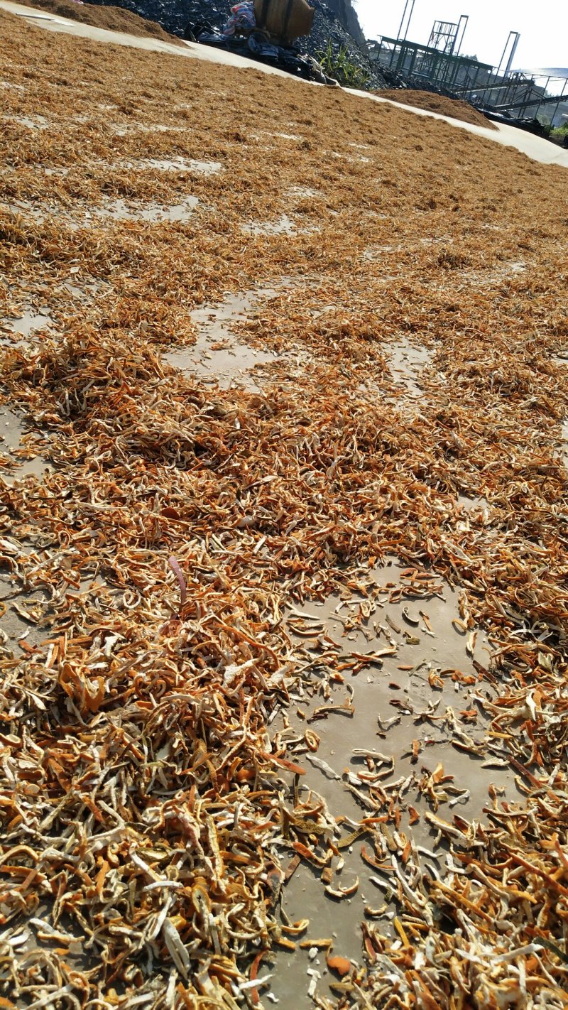 供应陈皮陈皮丝陈皮个子干度足，颜色好产地直销