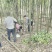 香樟