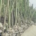 香樟