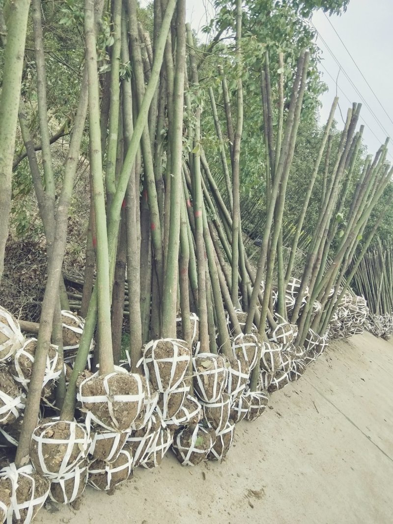 香樟