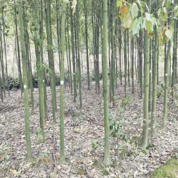 香樟