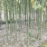 香樟